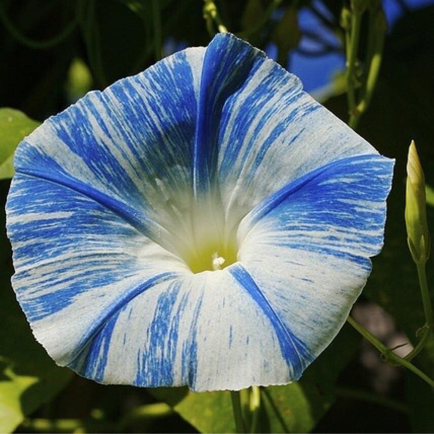 Ipomoea seeds, Ipomoea Saucer seeds,Morning Glory, 1g SW193