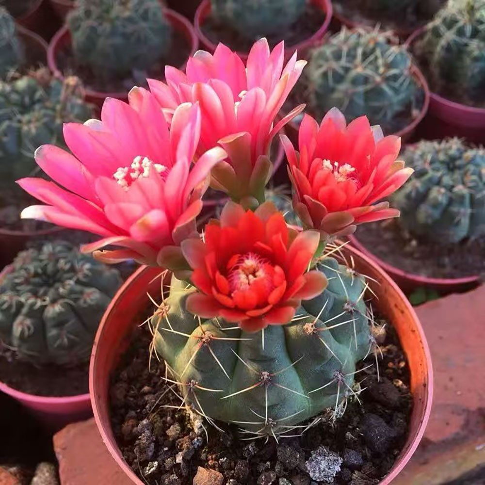 Gymnocalycium baldianum Chin Cactus Cactus Cacti Succulent Real Live Plant
