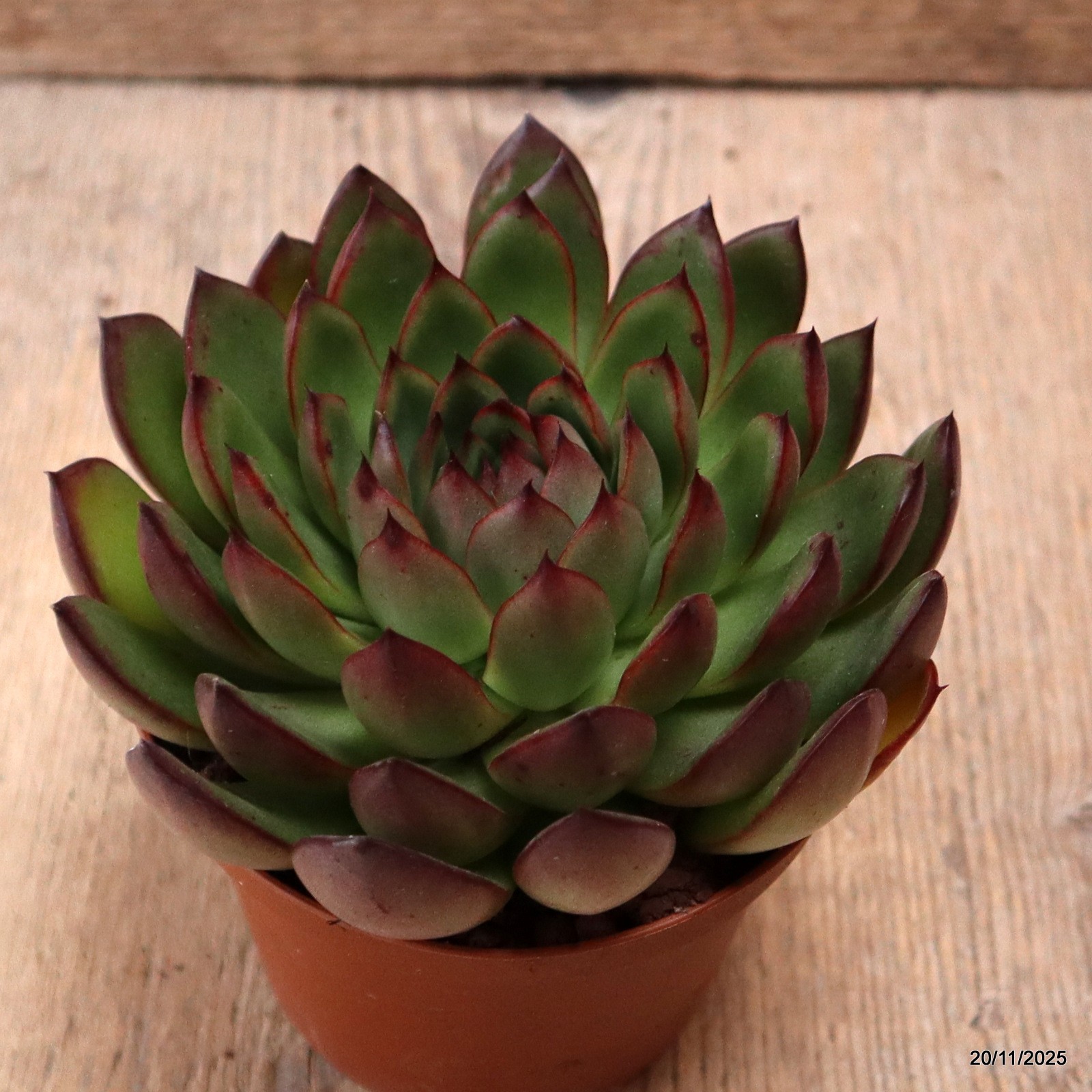 D7462 ECHEVERIA RED EDGE pot10-H7-W12 cm MaMa Cactus