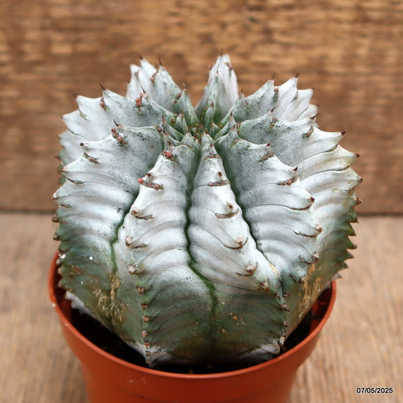 D3936 EUPHORBIA HORRIDA SNOWFLAKE pot8,5-H9-W9 cm MaMa Cactus