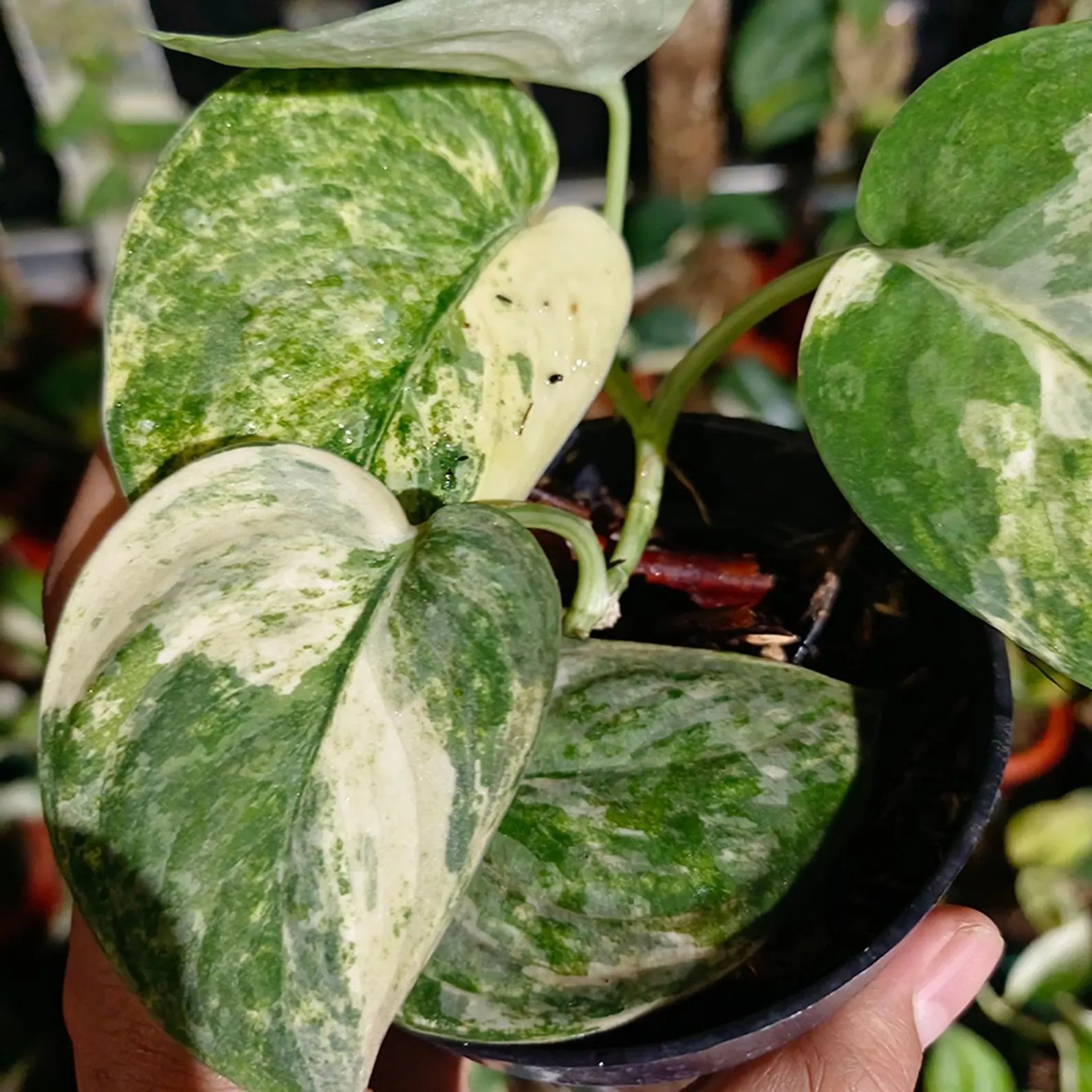 Real Pict Scindapsus Mangurai Variegated Rare Plant