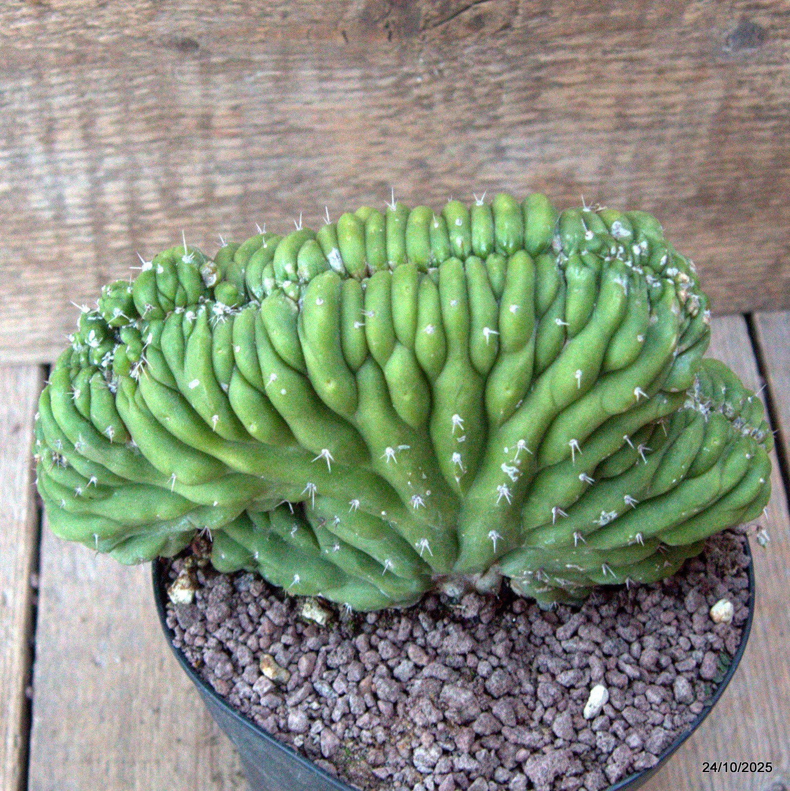D7177 CEREUS PACHA. CRESTED pot14-H13-W18 cm MaMa Cactus