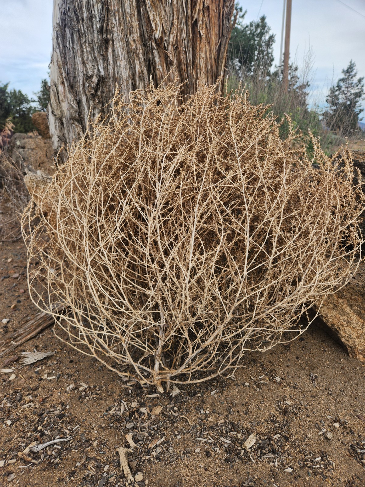 Real Oregon Tumbleweeds | Naturally Harvested for Crafts, Arts, Lamps, Decor