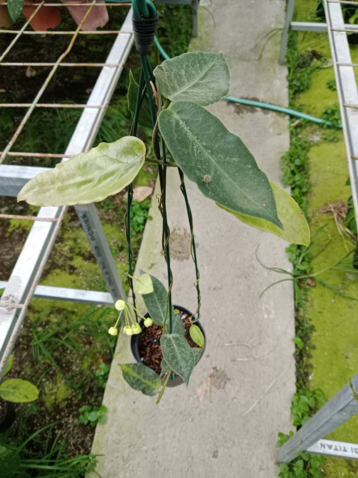 Hoya inflata Sp Papua Rare Variegated, Real Picture, Aroid Houseplant