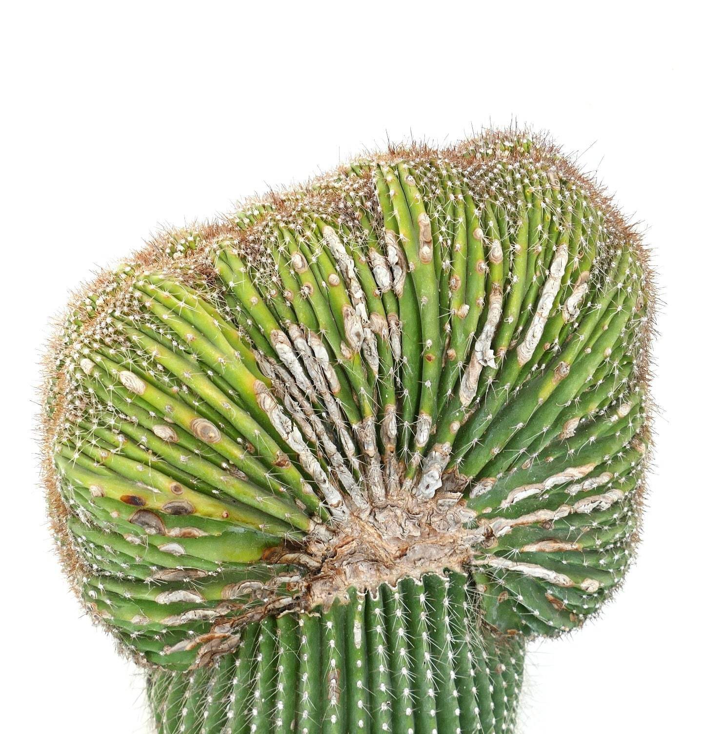 Carnegiea polylopha SAGUARO CRESTED 56x30cm – OLD SPECIMEN