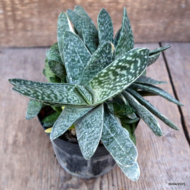 A9833 GASTERIA LILIPUTANA VARIEGATED pot10-H14-W20 cm MaMa Cactus