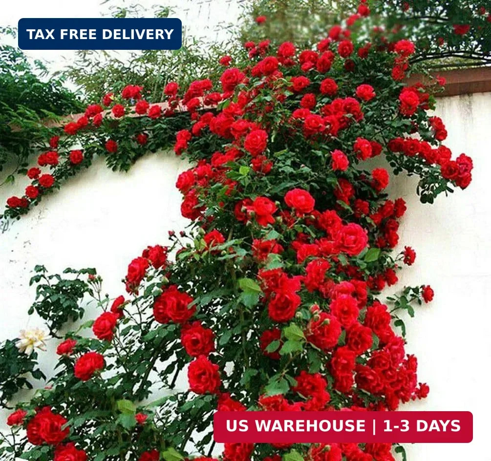 100+ Red Climbing Rose Seeds Ornamental Rosa Bush Vine Climber Long-Blooming