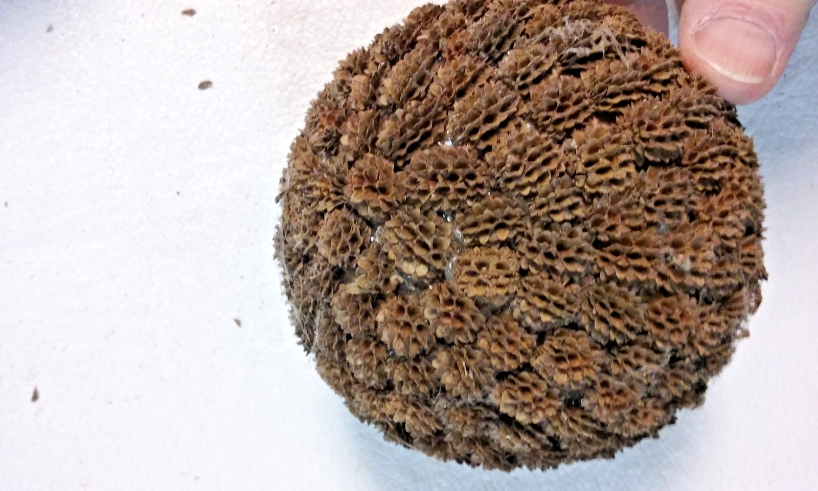 3 Brown Seed Pod Mosaic Decorative Ball Ornaments 5″ to 6″ & 4″ to 5″ wide