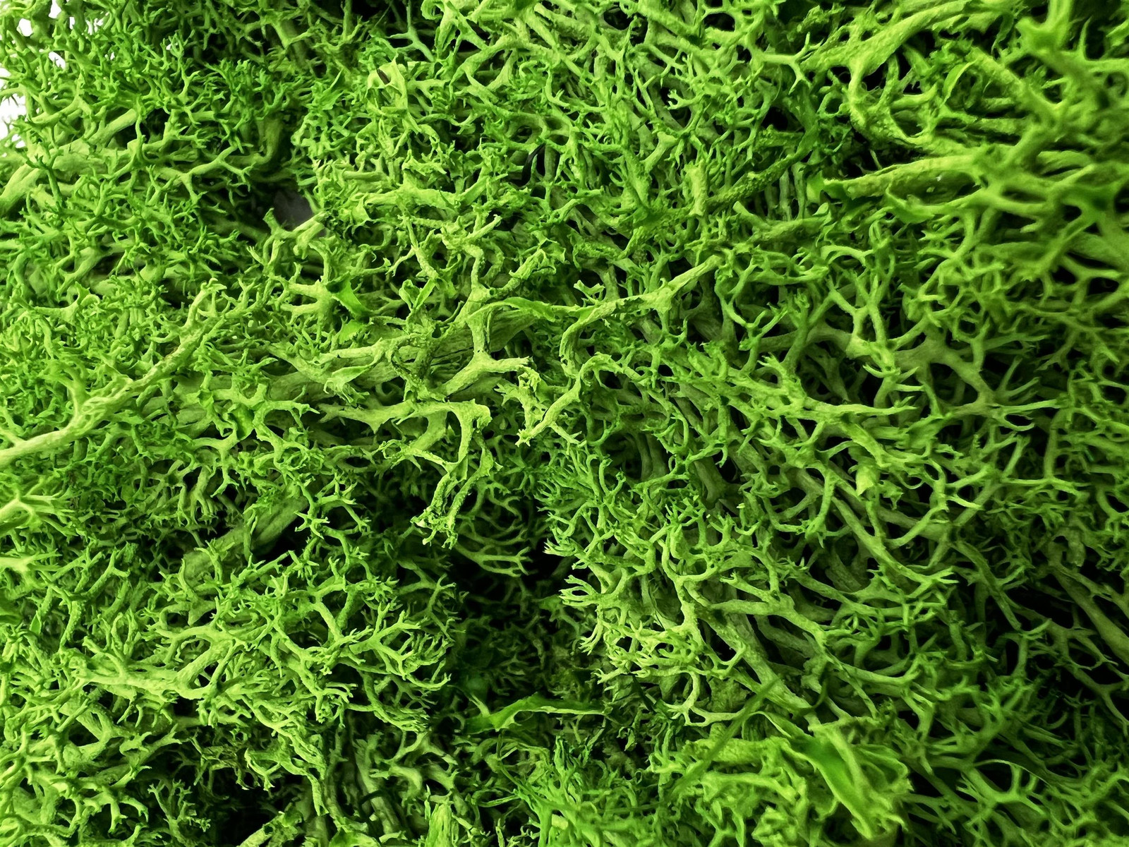 Bergamo Art 200g Preserved Reindeer Moss in Emerald Green