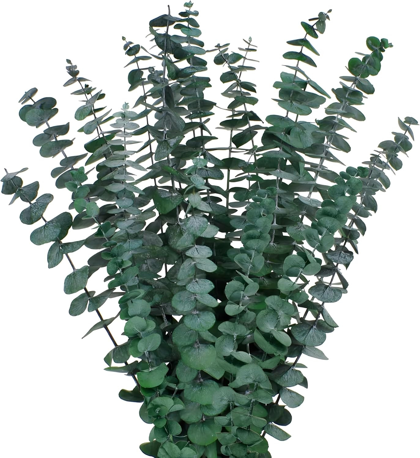 12PCS Dried Eucalyptus Bundle 17” Real Eucalyptus Stems 100% Natural Fresh Leav