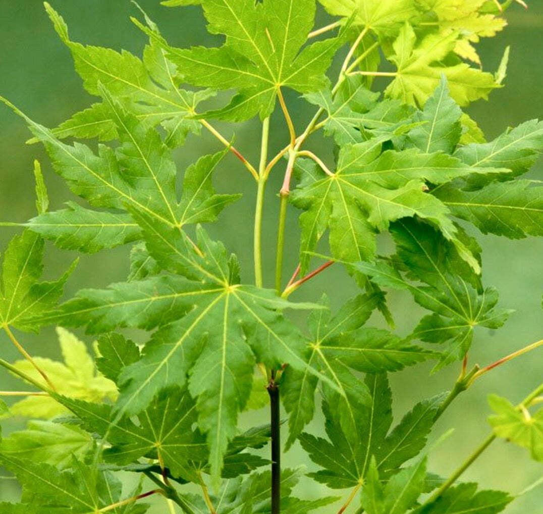 Acer palmatum cv ‘Winter Jewel’ GREEN – Winter Jewel Green Japanese Maple
