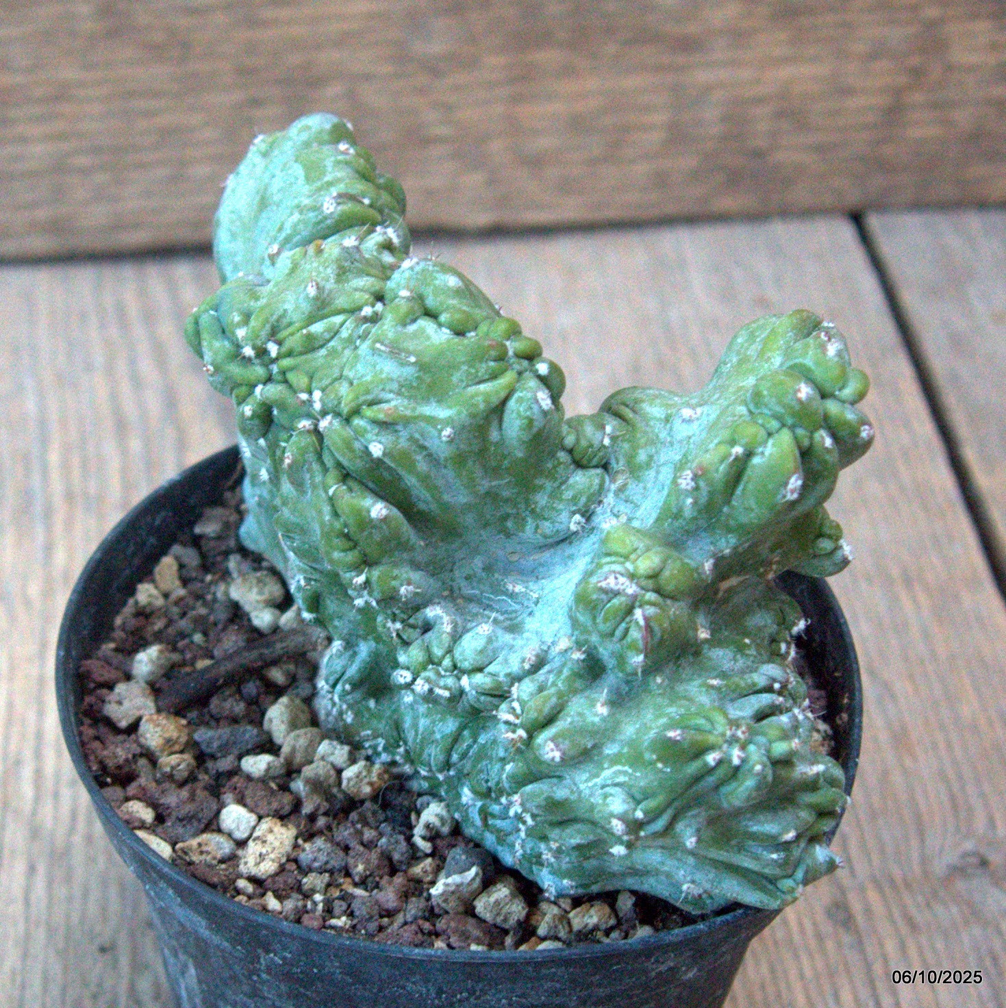 D6890 MYRTILLOCACTUS GEOMETRIZANS CRESTED pot10-H8-W13 cm MaMa Cactus