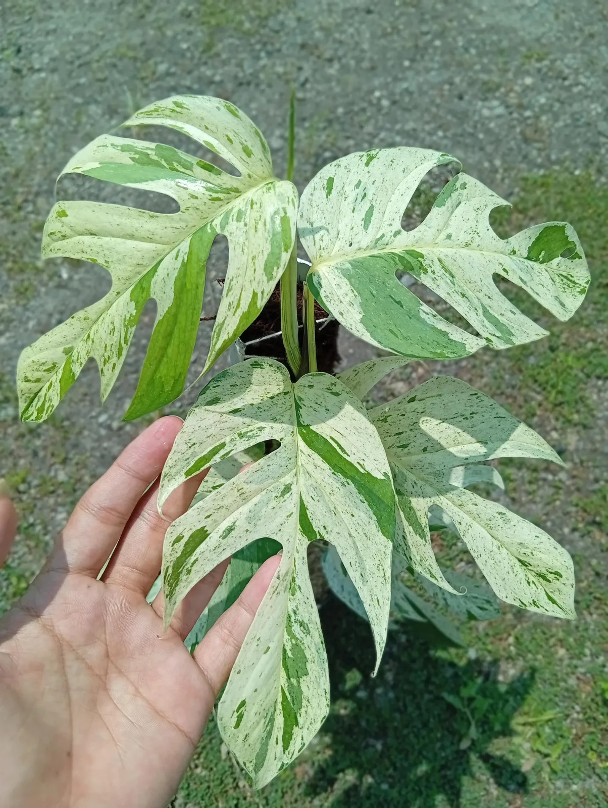 Real Picture Epipremnum Pinnatum Marble Variegated Lush Leaves