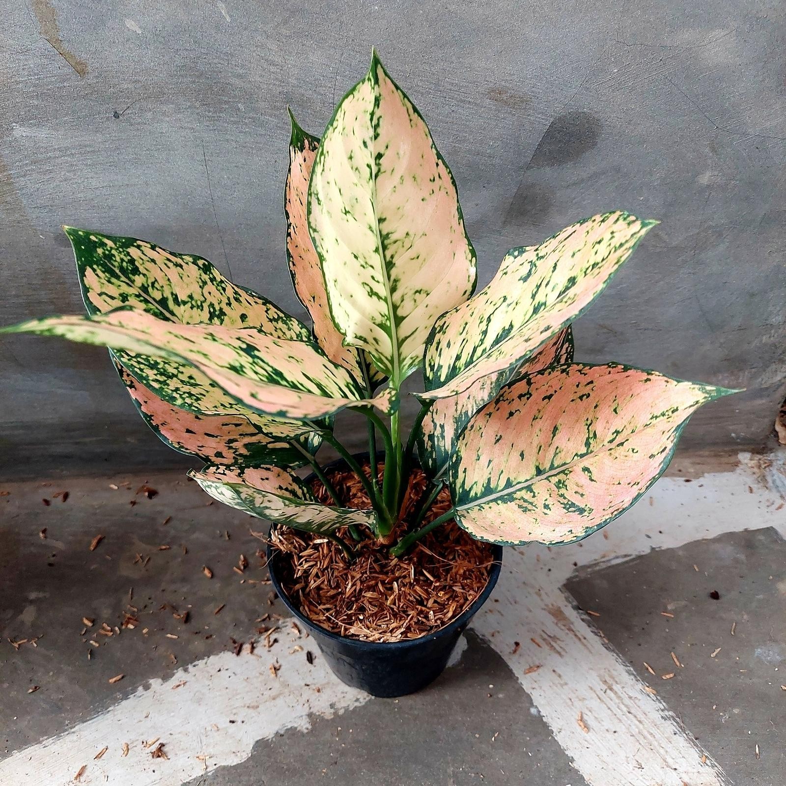 Real Picture Aglaonema Orange Kom Kom Beautiful Rare Plant