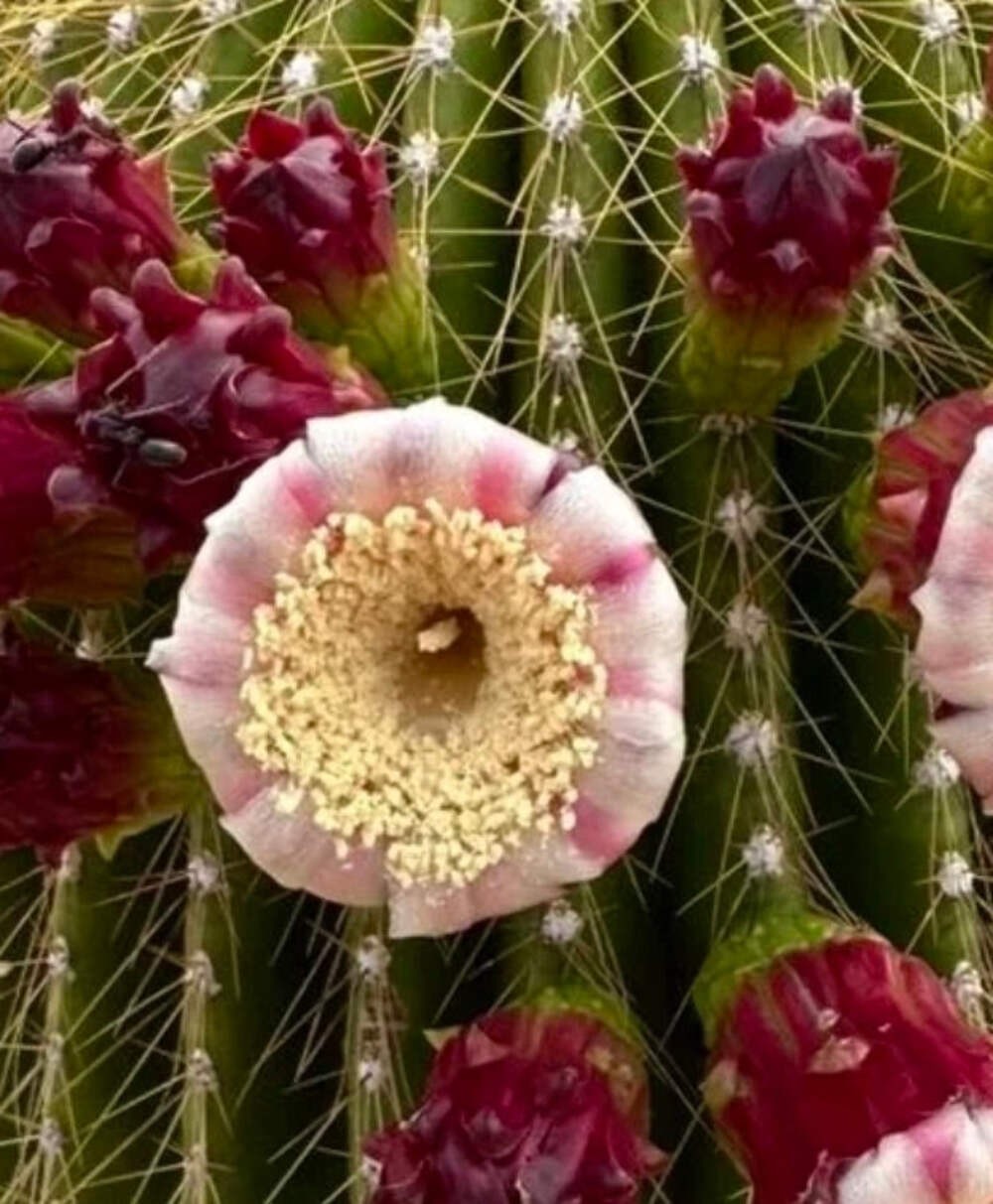Neobuxbaumia polylopha 10000 SEEDS – Golden saguaro | Cone cactus