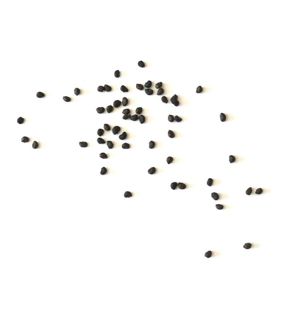 Ferocactus viridescens var. viridescens SEEDS – Rare Cactus SEEDS