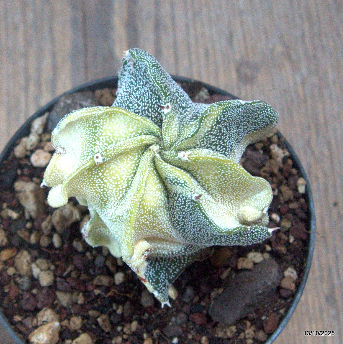 D6941 ASTROPHYTUM MYRIOSTIGMA VARIEGATED pot10-H8-W6,5 cm MaMa Cactus