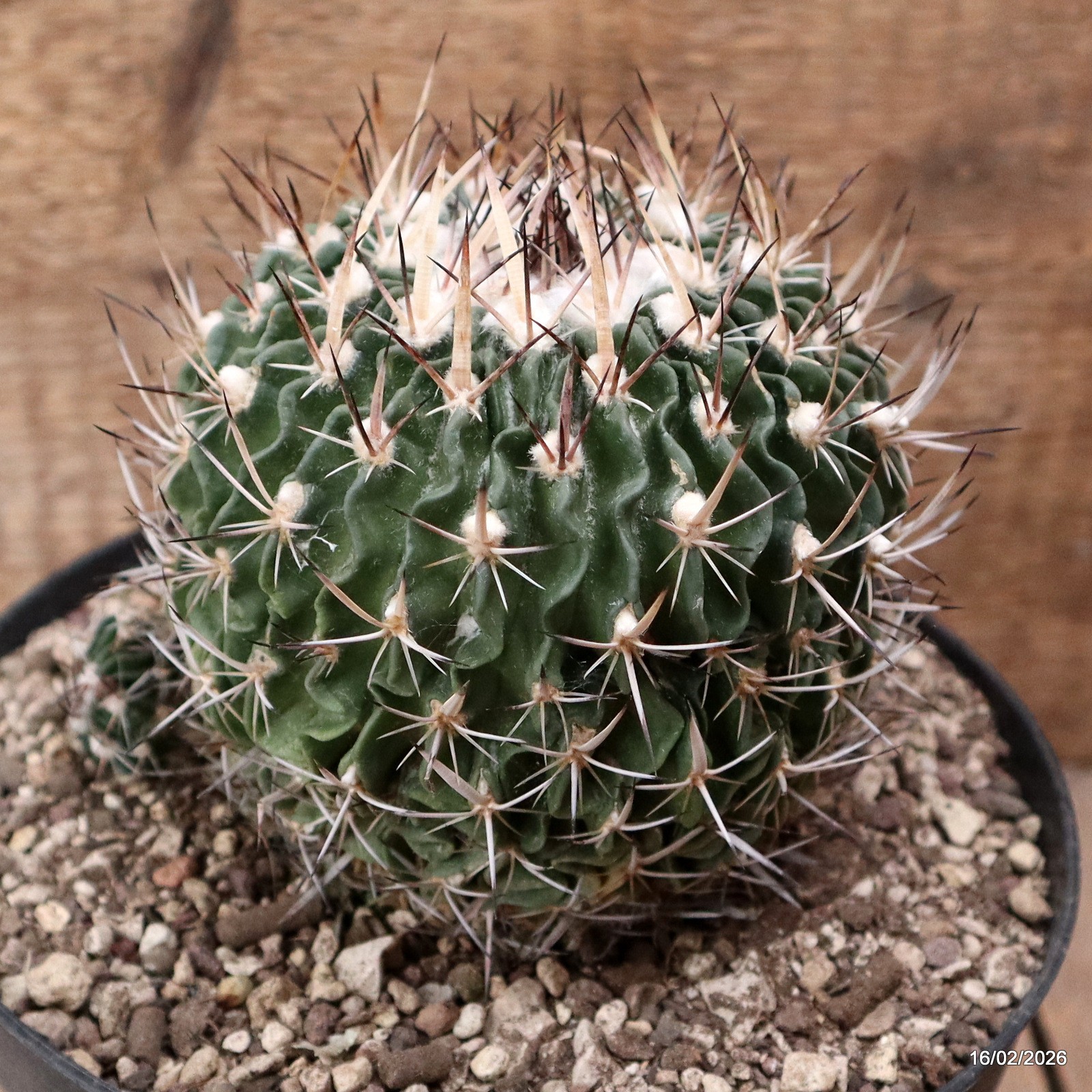 D7780 ECHINOFOSSULOCACTUS CRISPATUS pot18-H11-W10,5 cm MaMa Cactus
