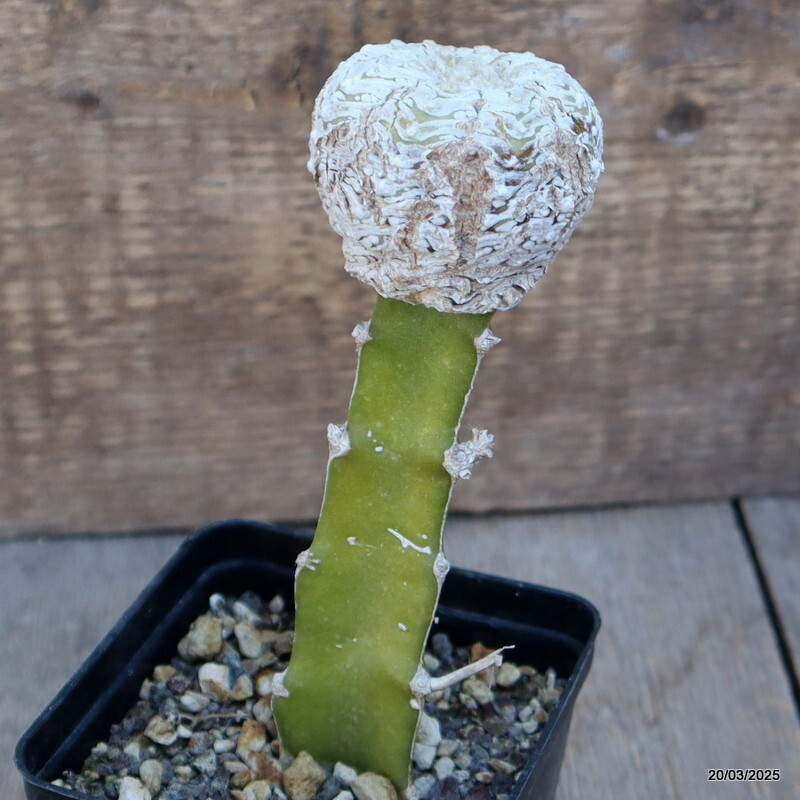 A4821 ASTROPHYTUM SUPERKABUTO “V” TYPE GRAFT pot9-H15-W6 cm MaMa Cactus