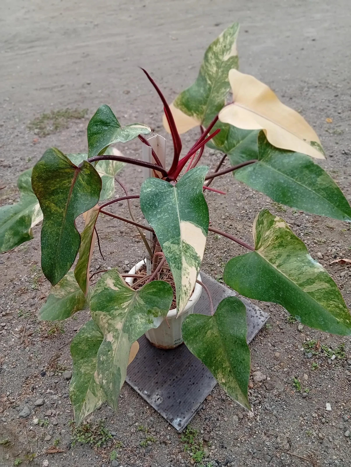 Real Picture Philodendron Strawberry Shake Variegated Large Size Rare Plant