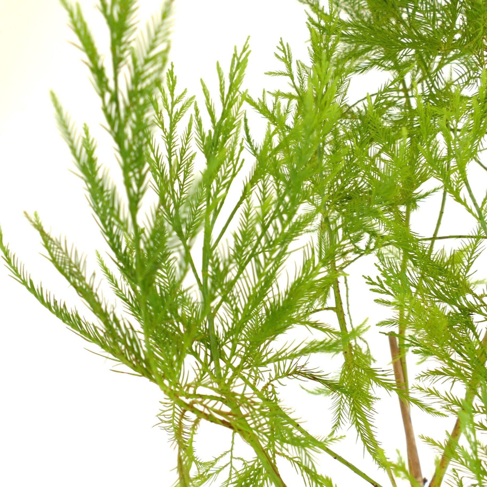 Glyptostrobus pensilis – Chinese swamp cypress