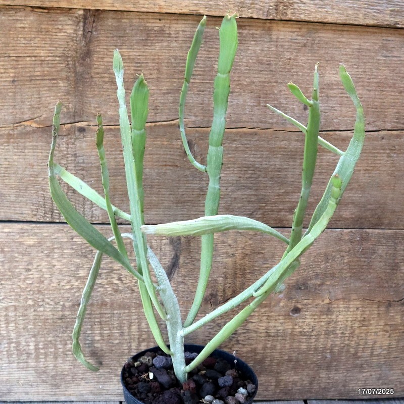 D5338 EUPHORBIA SP. pot14-H40-W34 cm MaMa Cactus