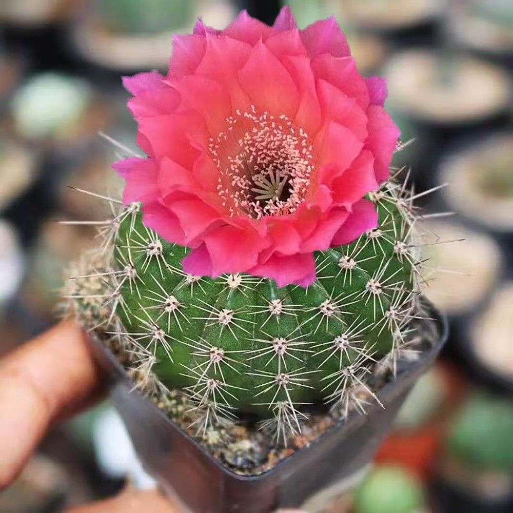 Gymnocalycium baldianum Dwarf Chin Cactus Live Succulent Plant Blooming Cactus