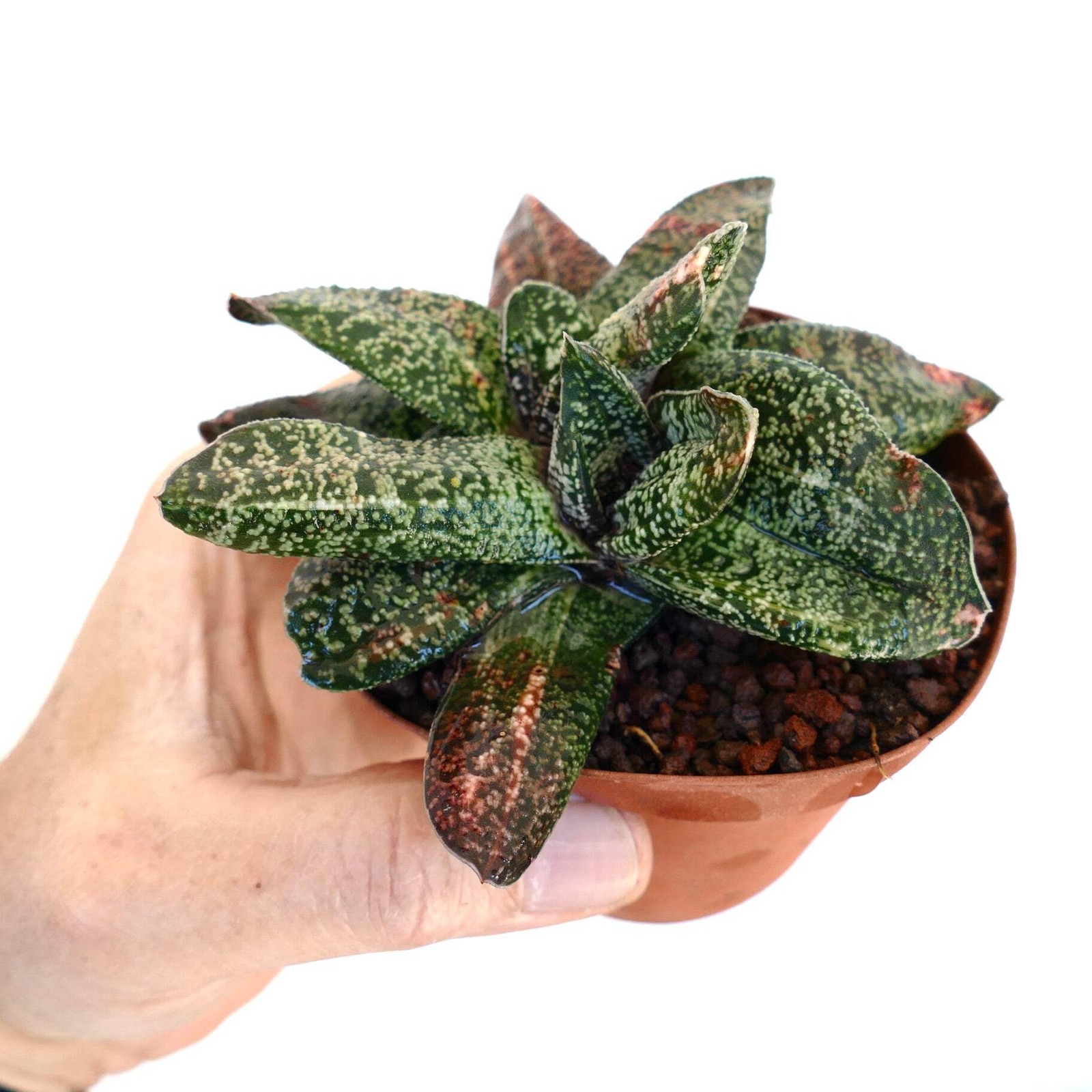 Gasteria batesiana MULTIHEADS SLIGHTLY VARIEGATED – Bates’ gasteria | Ox-tongue