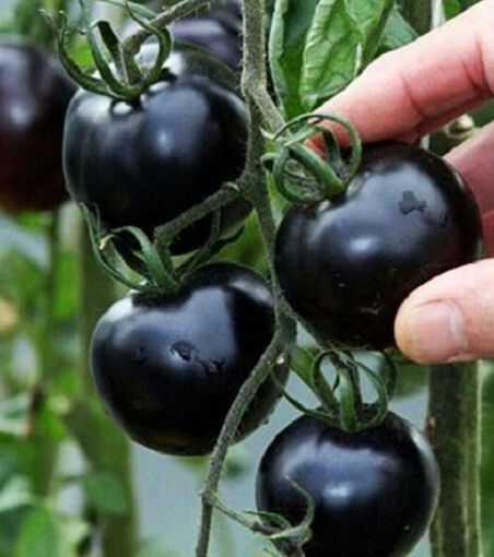 100Pcs Black Cherry Tomatoes seeds (Vibrant, exotic and sweet)