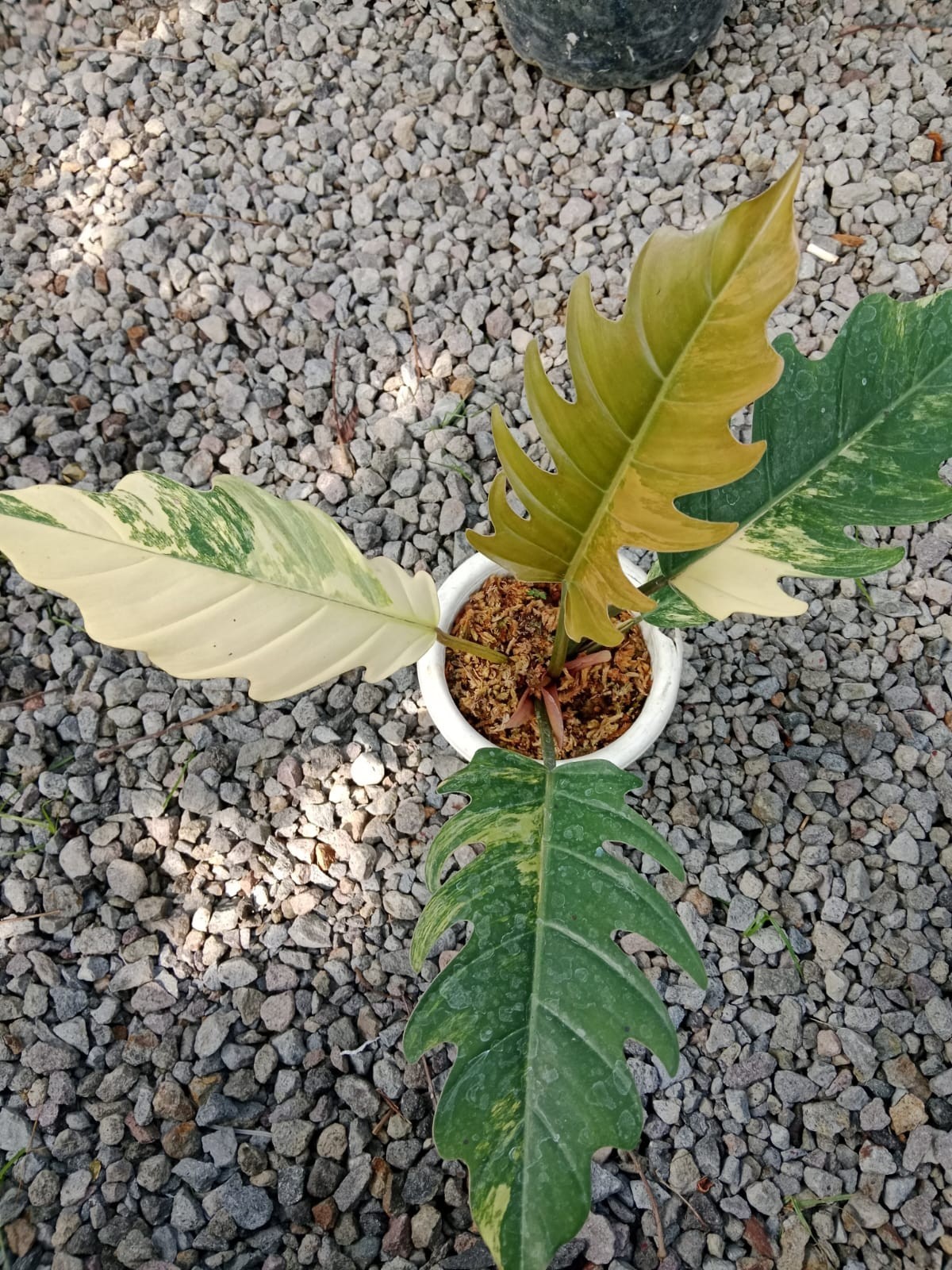 Philodendron Caramel Marble Variegata Rare Variegated | Tropical Houseplant
