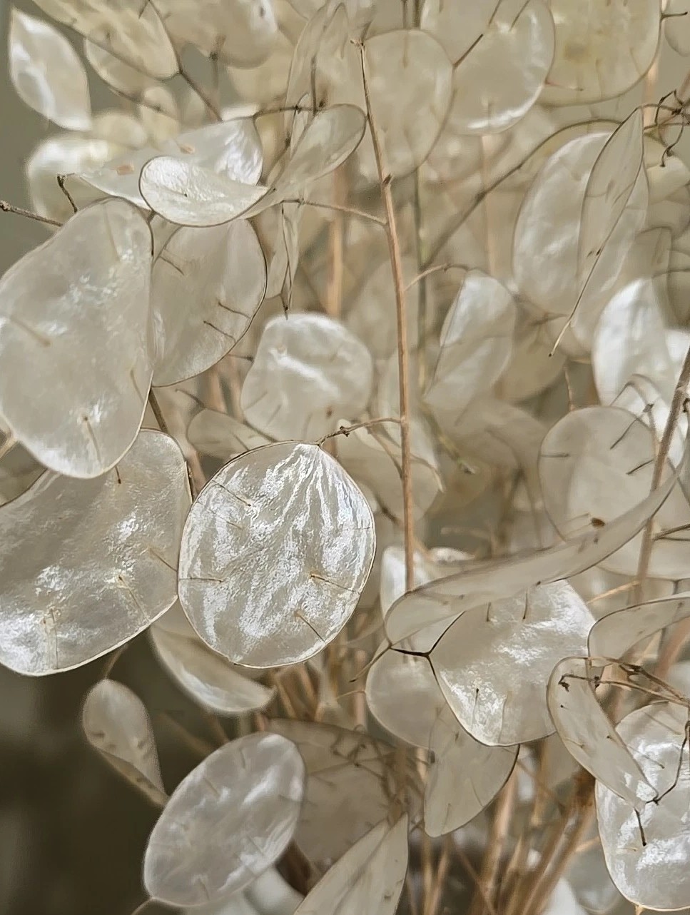 12 Dried Lunaria Moonwort Honesty Silver Dollar Plant Stems & seeds, 12-15″