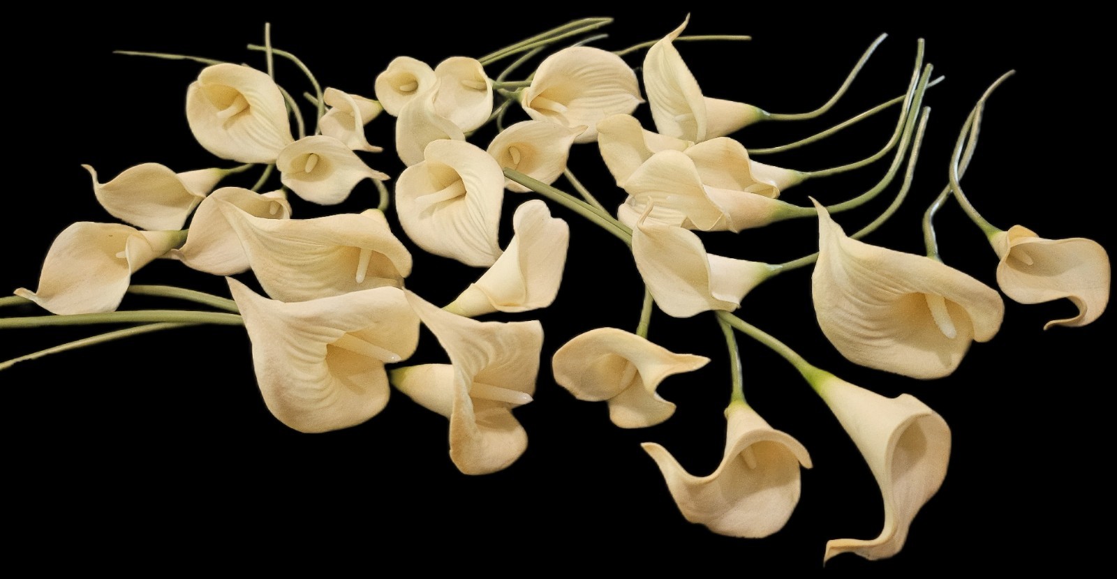 Calla Lillies: 26 pcs, life-like, latex.