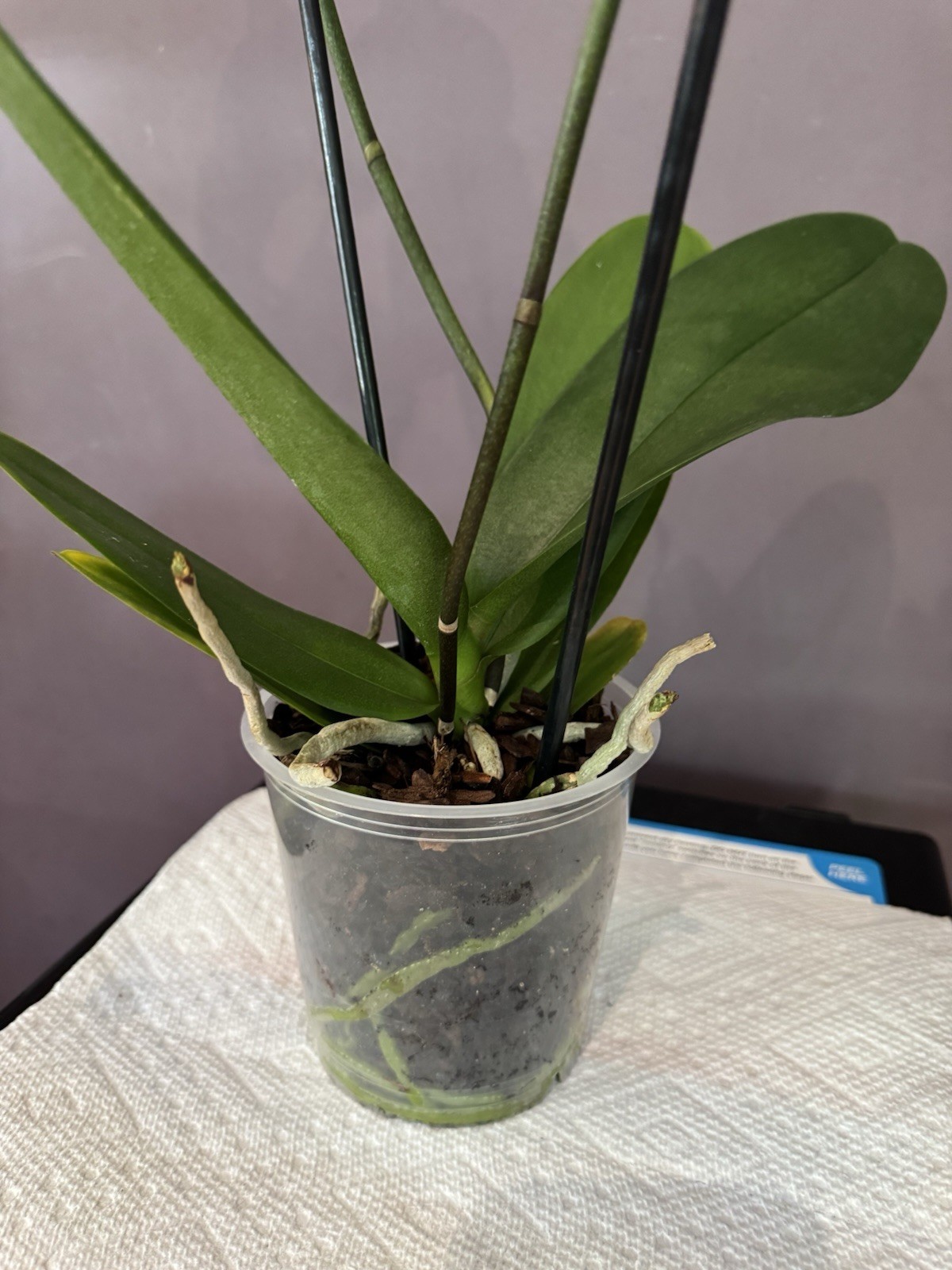 Beautiful phalaenopsis orchid plant In Full Bloom