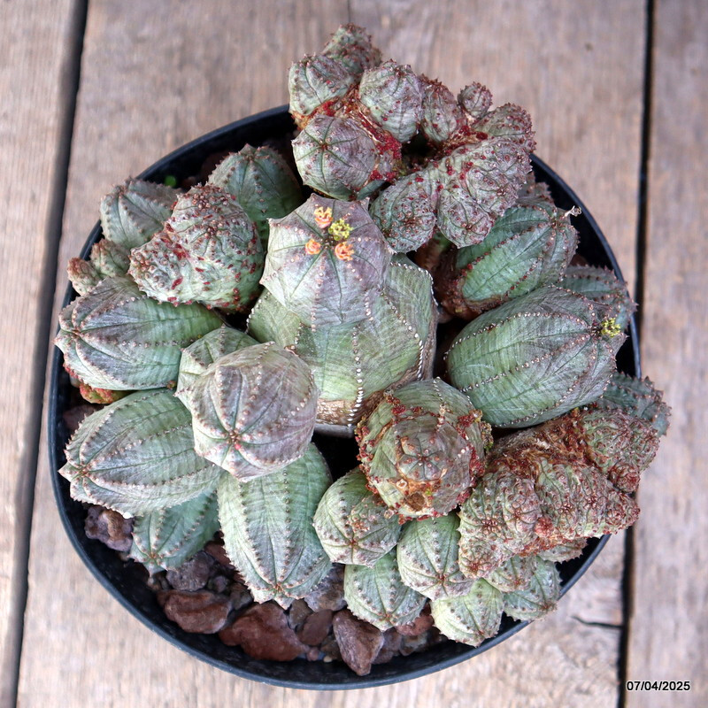 D1538 EUPHORBIA PSEUDOGLOBOSA MONSTER pot18-H14-W19 cm MaMa Cactus