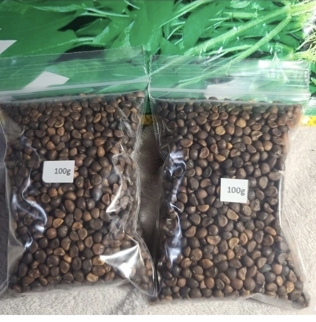 4000+ Stem green Kongxi Cai Seeds Ong Choy Rau Muong Seeds Vegetable