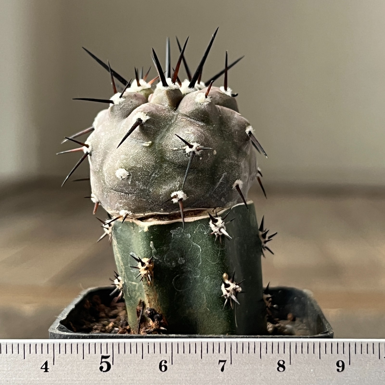 A28-4259 Copiapoa cinerea,HR1032,La Quinta, Super Black sp,dark body, white coat