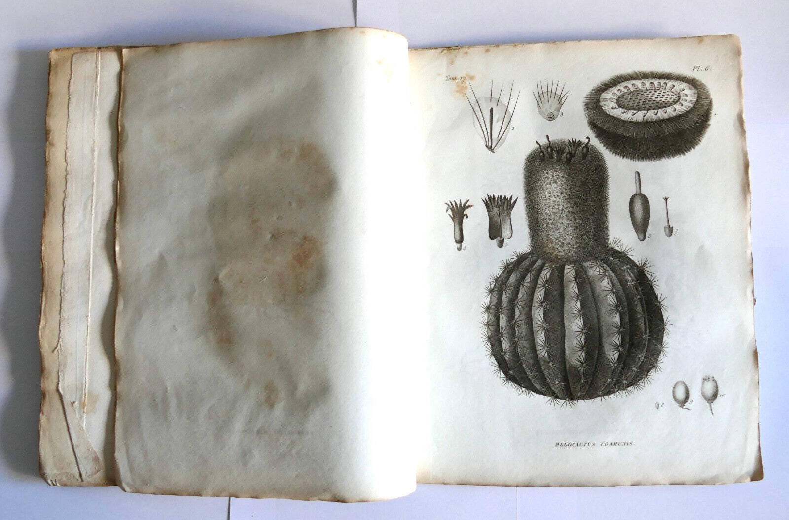 MEMOIRES DU MUSEUM D’HISTOIRE NATURELLE TOME DIX-SEPTIEME 1828 box0_2 –