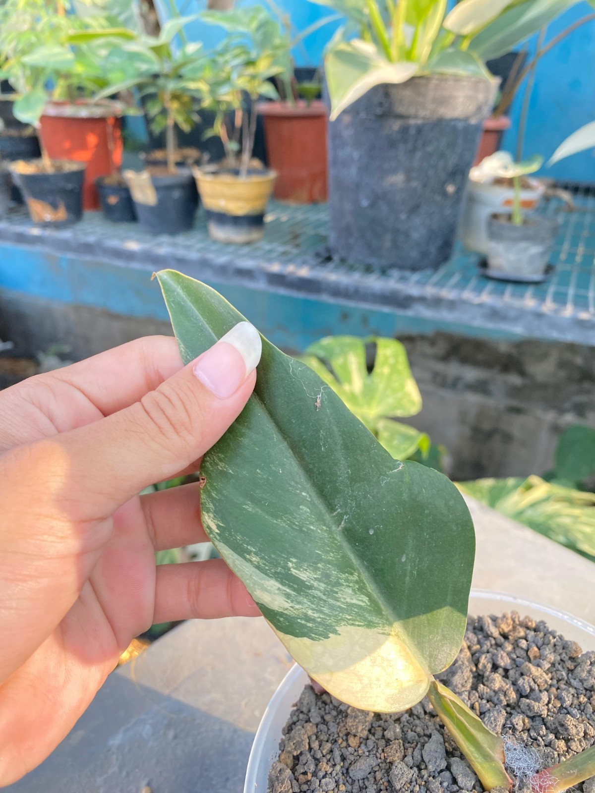 Real Pict Philodendron Caramel Marble Variegated Rare Plant