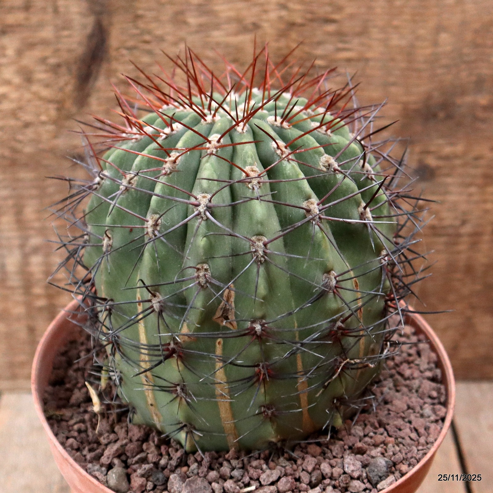 D7475 DENMOZA RODACANTHA pot16-H14-W11 cm MaMa Cactus