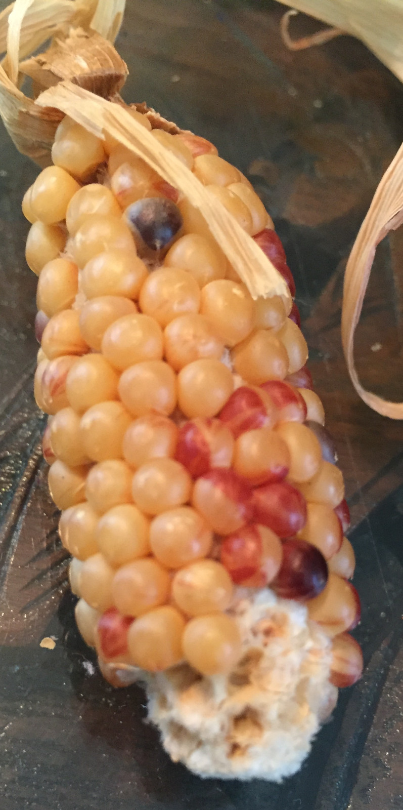 native american Indian Corn various lengths Thanksgiving Fall Decor