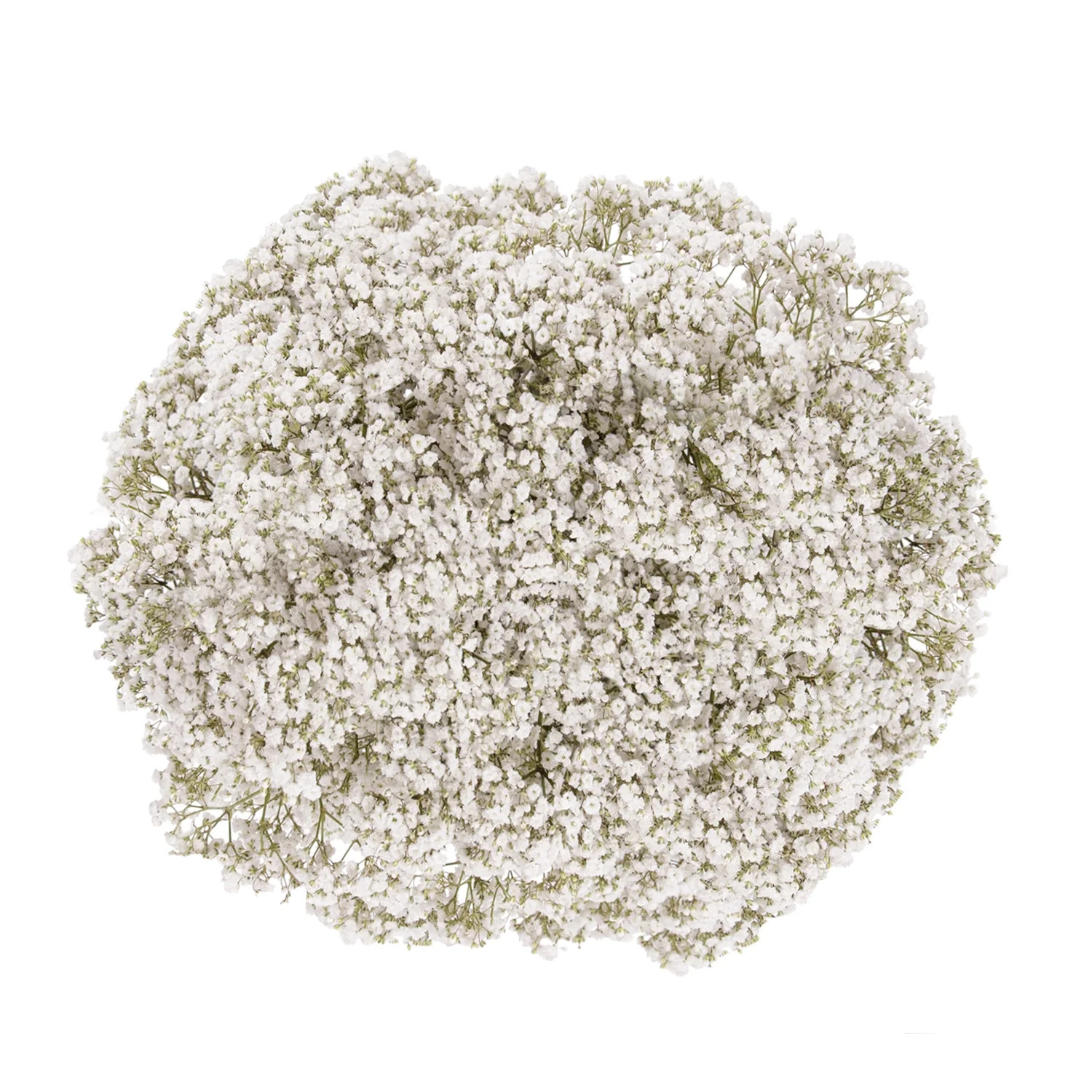 Baby’s Breath – Fresh Cut Flowers – 5 Bunches – White – by Bloomingmore