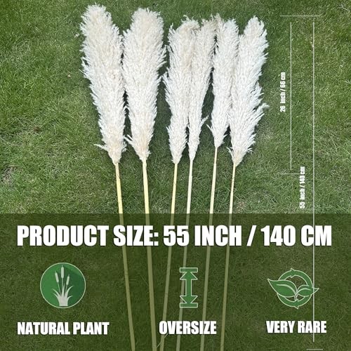 55″ inch Scarcity Natural Pampas Grass Decor Tall, pompas Grass, Tall Pampas