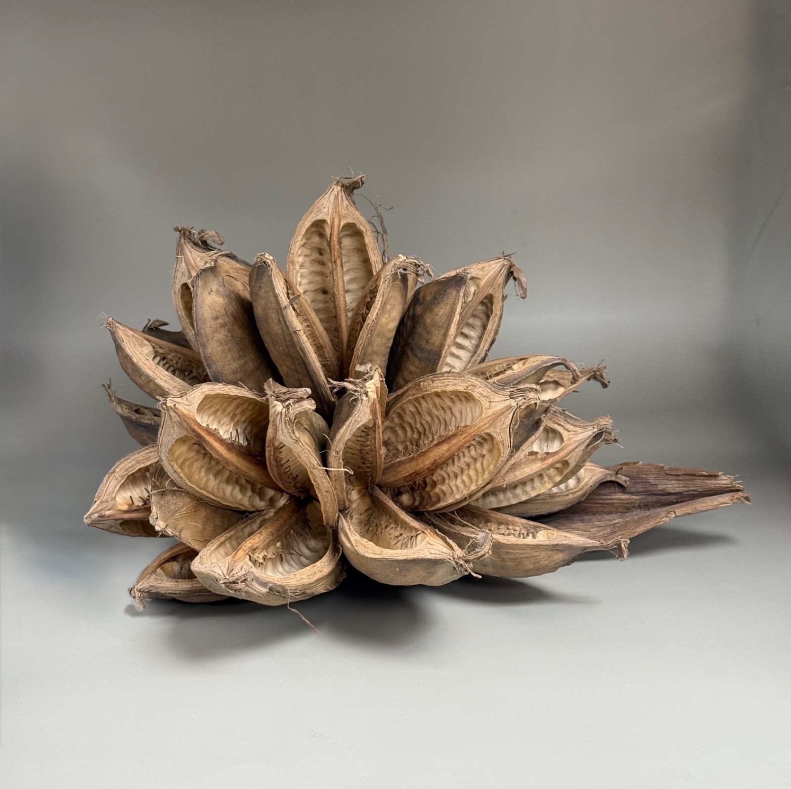 Vickerman Natural Star Pod 15″ long Great for Air plants!