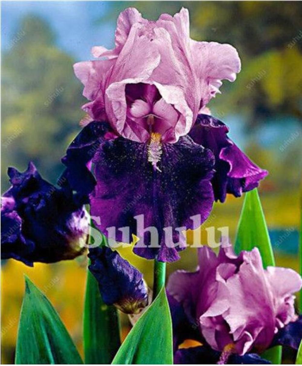(10) IRIS SEEDS rare exotic flower home blossom garden plant USA SELLER W/TRACK