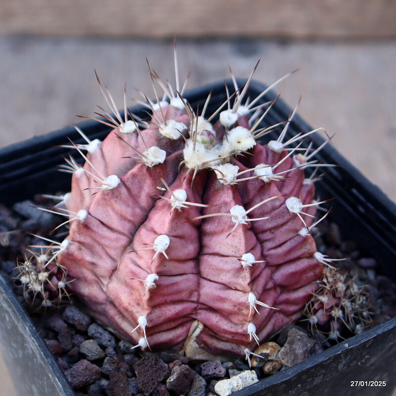 A8468 GYMNOCALYCIUM MIHANOVICHII pot9-H6-W8 cm MaMa Cactus
