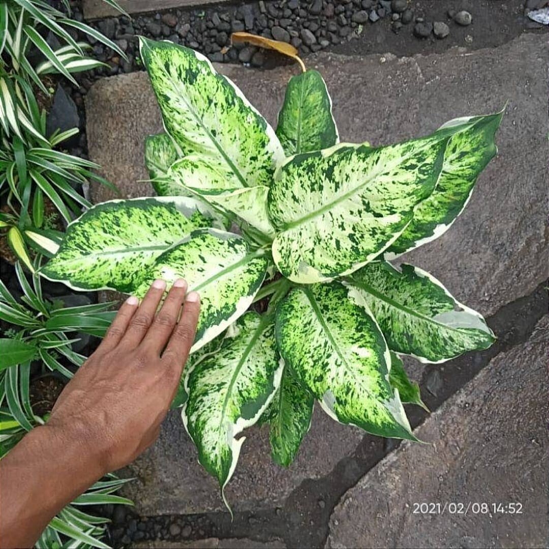 Dieffenbachia variegated Paint of love + Phytosanitary Cert