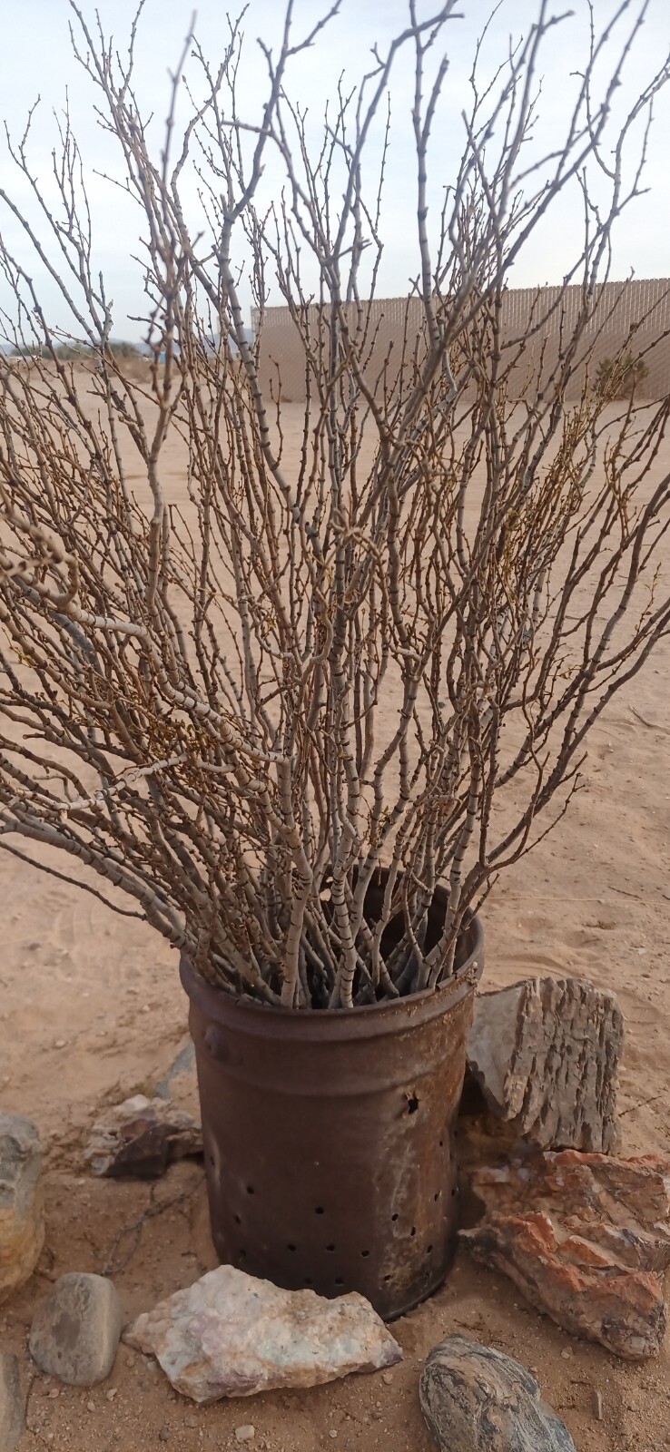 florist tigerwood branchs, flowers, Flores, bouquets are inhanced With tigerwood