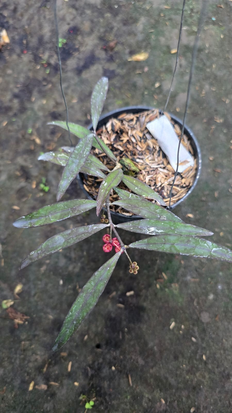 Hoya Sidikalang Sp Aceh Red Leaves Real Picture