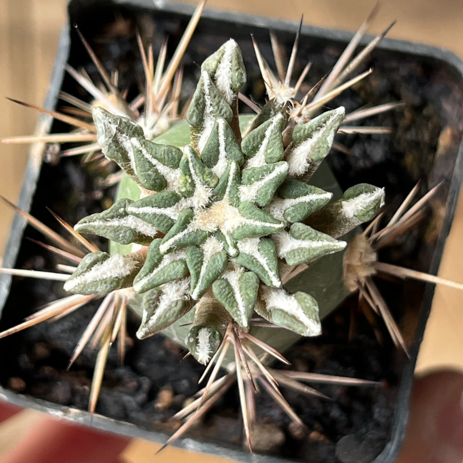 A9-4325 Cactus kotschoubeyanus, VM285, Huizache, SLP, grafted