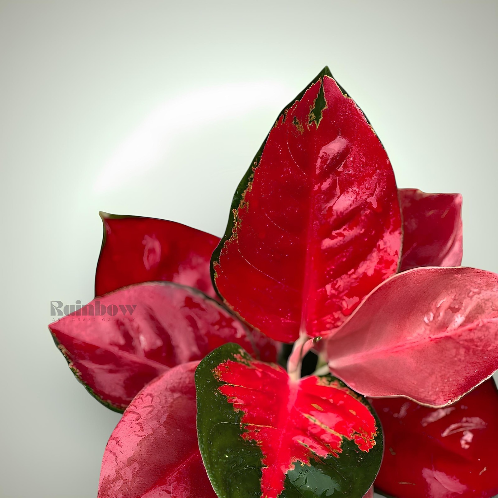 Aglaonema Suksom Beatiful Ornamental Plant